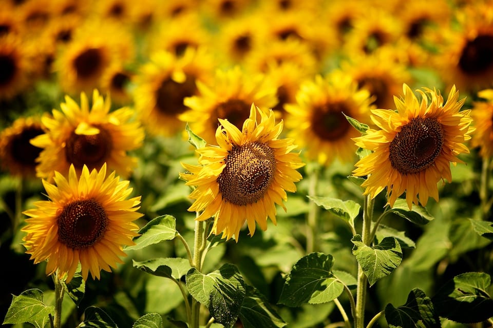 Vibrant yellow sunflowers blooming under sunlight in a wide agricultural field