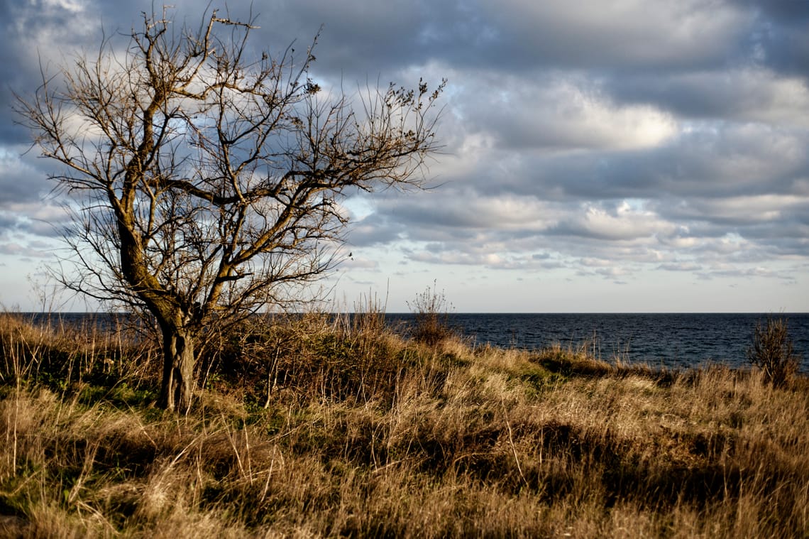 A lone, leafless tree stands in a field of tall dry grass on a clifftop, overlooking a dark, calm sea under a dramatic, cloudy sky.