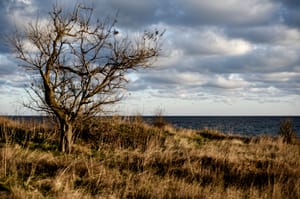 A lone, leafless tree
